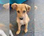Small #1 Mutt