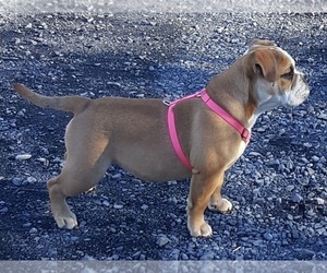 English Bulldog Puppy for sale in LINDEN, VA, USA