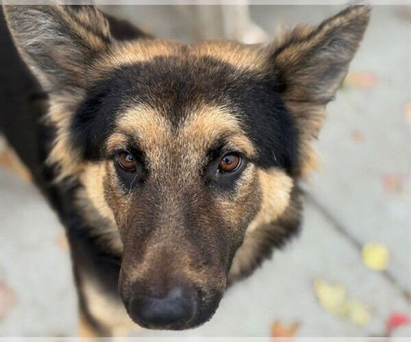 Medium Photo #1 German Shepherd Dog-Unknown Mix Puppy For Sale in Tulsa, OK, USA