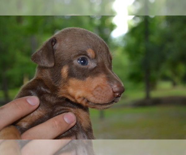Medium Photo #4 Doberman Pinscher Puppy For Sale in EUFAULA, AL, USA