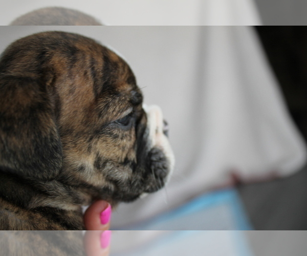 Medium Photo #3 English Bulldog Puppy For Sale in FORT GIBSON, OK, USA