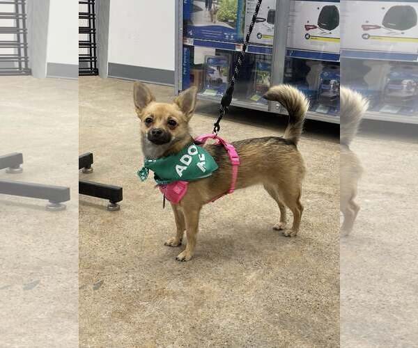 Medium Photo #2 Chihuahua-Unknown Mix Puppy For Sale in Rochester, NY, USA