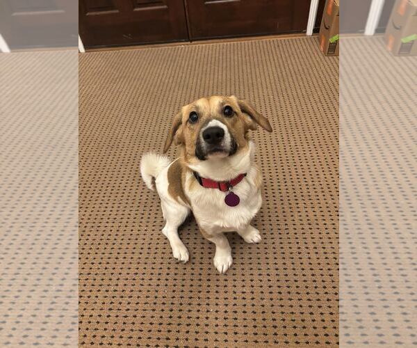 Medium Photo #6 Beagle-Unknown Mix Puppy For Sale in Arlington, VA, USA