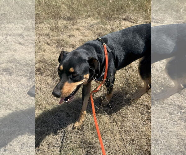 Medium Photo #2 Doberman Pinscher Puppy For Sale in Devine, TX, USA