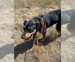 Small #1 Doberman Pinscher