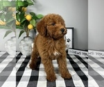 Small #1 Goldendoodle (Miniature)