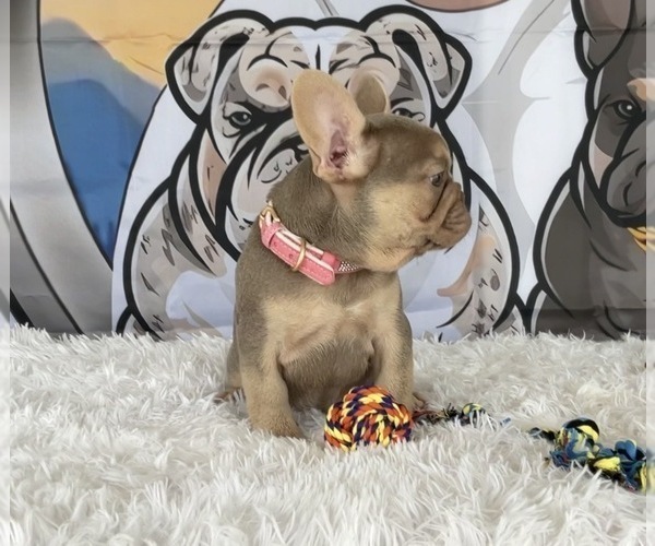 Medium Photo #2 French Bulldog Puppy For Sale in LEHIGH ACRES, FL, USA