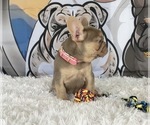 Small #1 French Bulldog