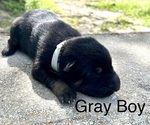 Small #3 German Shepherd Dog