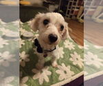 Small #2 Maltipoo