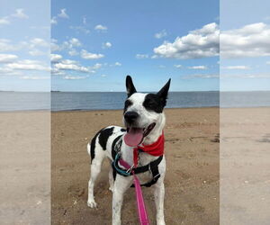 Rat Terrier-Unknown Mix Dogs for adoption in Sayreville, NJ, NJ, USA