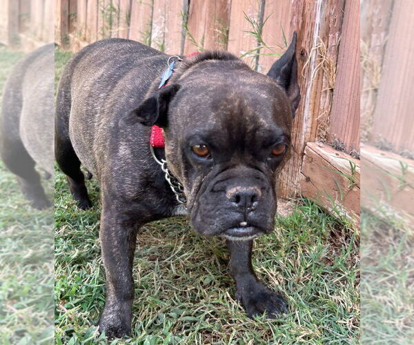 Medium Photo #1 Faux Frenchbo Bulldog Puppy For Sale in Lake Forest, CA, USA