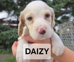 Puppy Daizy English Setter