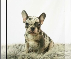 French Bulldog Puppy for sale in BALDWIN, NY, USA