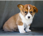 Small Photo #9 Pembroke Welsh Corgi Puppy For Sale in WAKARUSA, IN, USA