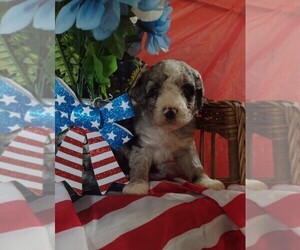 Miniature Bernedoodle Puppy for sale in PARKER, PA, USA