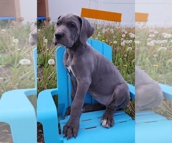 Medium Photo #15 Great Dane Puppy For Sale in OGDEN, UT, USA