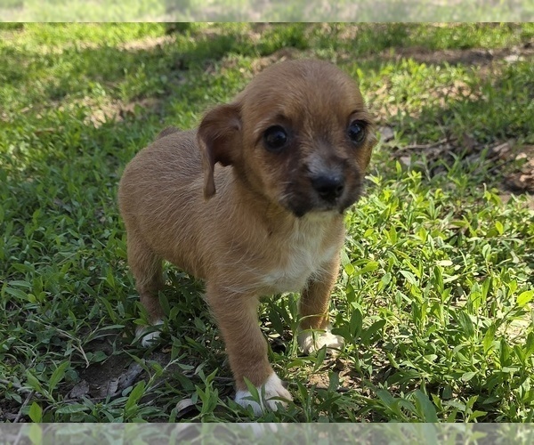 Medium Photo #3 Yorkshire Terrier Puppy For Sale in HUDDLESTON, VA, USA
