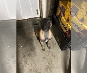 Belgian Malinois Puppy for Sale in STOCKTON, California USA