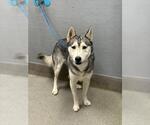 Small Siberian Husky Mix