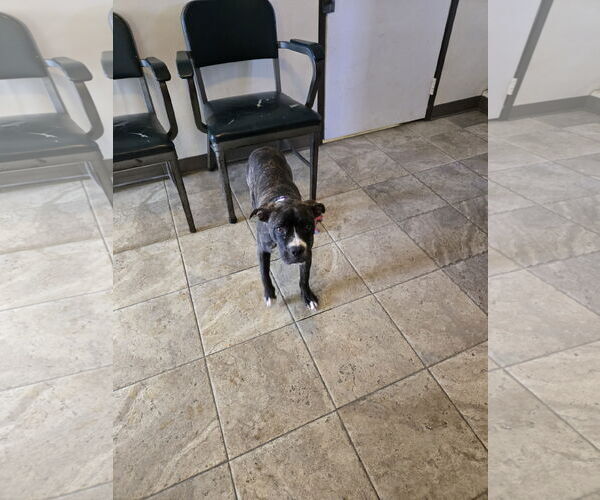 Medium Photo #3 Boxer-Unknown Mix Puppy For Sale in Maquoketa, IA, USA