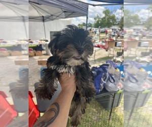 Morkie Puppy for sale in WHITE OAK, GA, USA