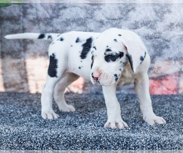 Medium Photo #48 Great Dane Puppy For Sale in WAKARUSA, IN, USA