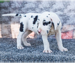 Small #2 Great Dane