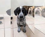 Small #1 Bluetick Coonhound Mix