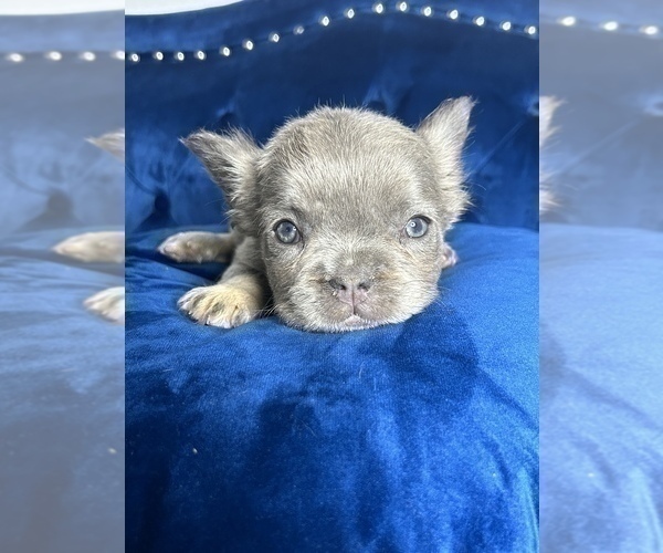 Medium Photo #16 French Bulldog Puppy For Sale in ATHERTON, CA, USA