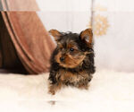 Small Photo #12 Yorkshire Terrier Puppy For Sale in WARSAW, IN, USA