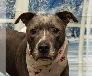 Mutt Dogs for adoption in Sanford, FL, USA