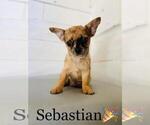 Small Photo #4 Chihuahua Puppy For Sale in COOKEVILLE, TN, USA