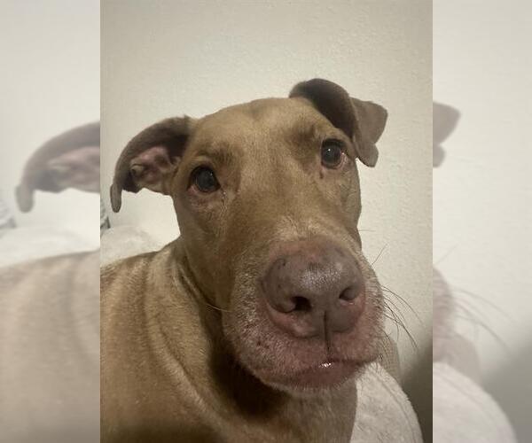 Medium Photo #1 American Pit Bull Terrier Puppy For Sale in San Antonio, TX, USA