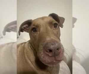 Medium American Pit Bull Terrier