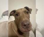 Small American Pit Bull Terrier