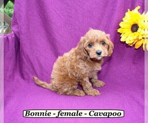 Cavapoo Puppy for sale in CLARKRANGE, TN, USA