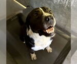 Small American Staffordshire Terrier-Labrador Retriever Mix