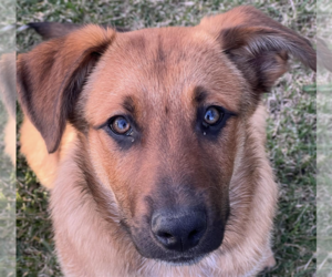 Anatolian Shepherd-Unknown Mix Dogs for adoption in San Ramon, CA, USA