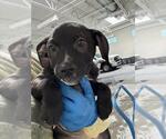 *HARLEY - Female Mutt Dog for Adoption - Small photo