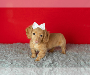 Dachshund Puppy for sale in NAPPANEE, IN, USA