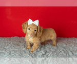 Small Dachshund