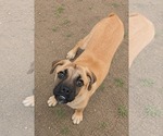 Small #4 Box-a-Pug