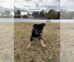 Small Photo #4 German Shepherd Dog Puppy For Sale in GUYTON, GA, USA