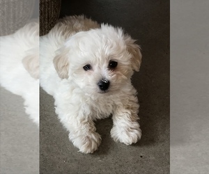 Bichon Frise Puppy for sale in WESTCLIFFE, CO, USA