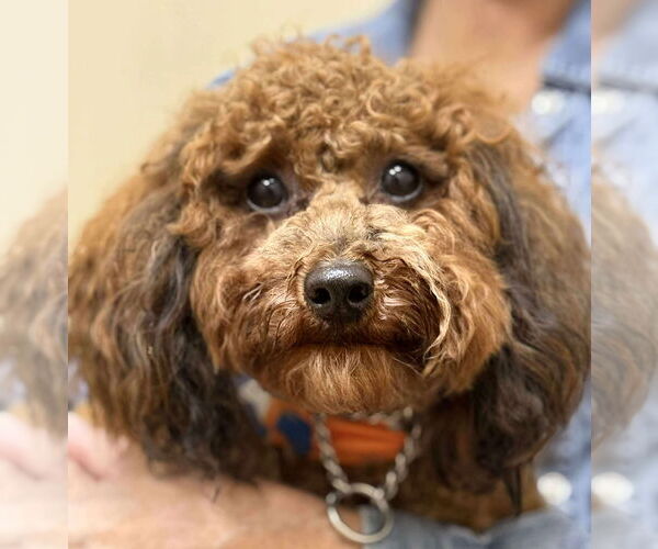 Medium Photo #2 Poodle (Miniature) Puppy For Sale in Valrico, FL, USA