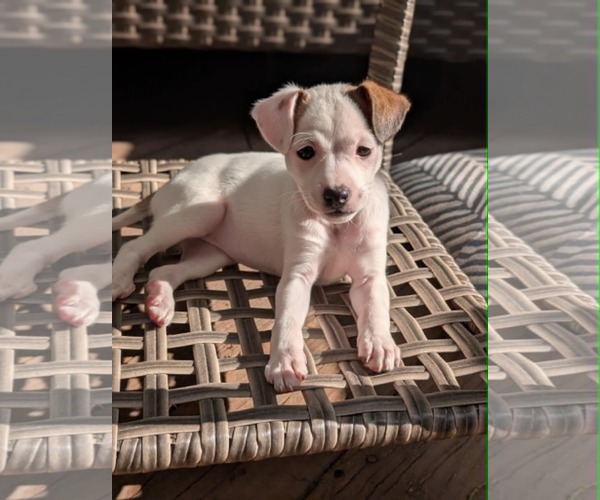 Medium Photo #3 Chihuahua-Unknown Mix Puppy For Sale in Plainfield, IL, USA