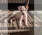 Small #2 Chihuahua Mix