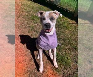Boxer Dogs for adoption in Rosenberg, TX, USA