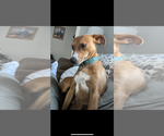 Small #2 Mutt